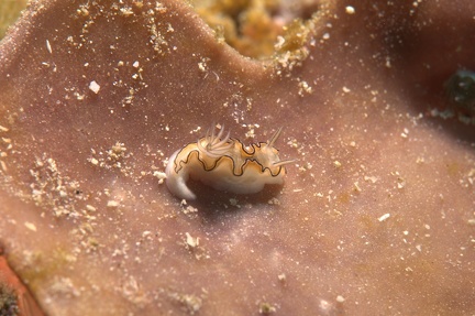 Limace de mer (Glossodoris astromarginata)