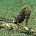 IMG 4778