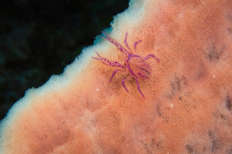 Galathée Poilue (Hairy Squat Lobster)