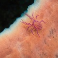 Galathée Poilue (Hairy Squat Lobster)