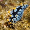 Phyllidie Verruqueuse