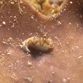 Limace de mer (Glossodoris astromarginata)